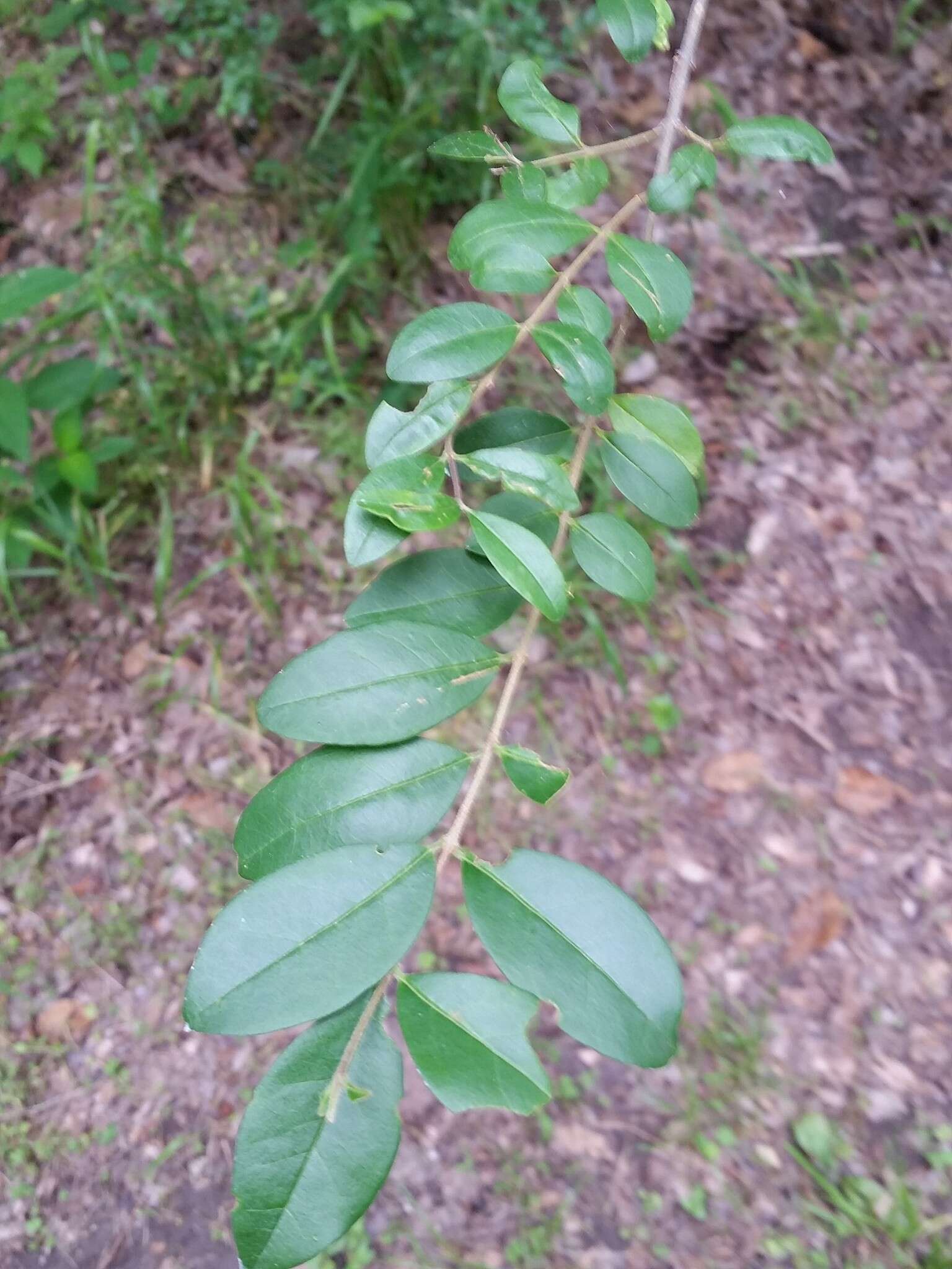 Слика од Ligustrum sinense Lour.