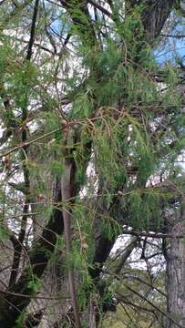 صورة Taxodium mucronatum Ten.