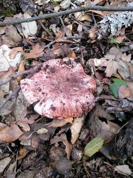 Image of Hygrophorus russula (Schaeff. ex Fr.) Kauffman 1918