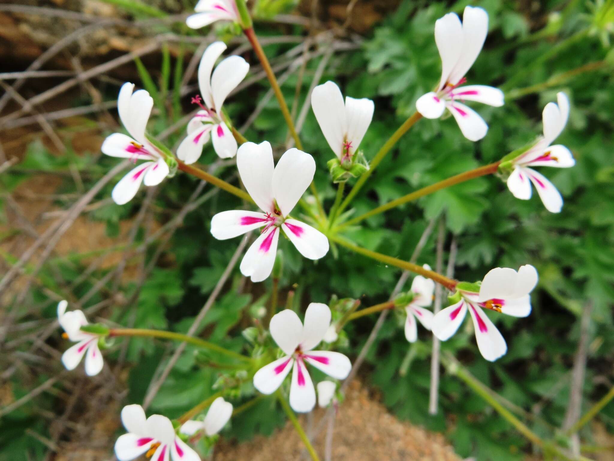 Image of Pelargonium pulchellum Sims