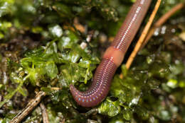 Image of red earthworm