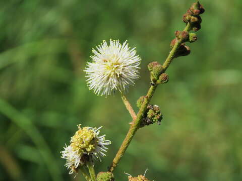 Image de Mimosa tweedieana