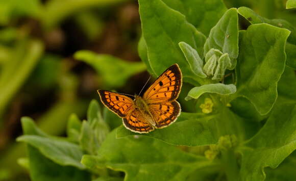 Image of Lycaena salustius (Fabricius 1793)