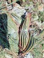 Image of Aloe suprafoliata Pole-Evans