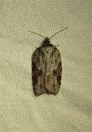 Image of Acleris ptychogrammos Zeller 1875