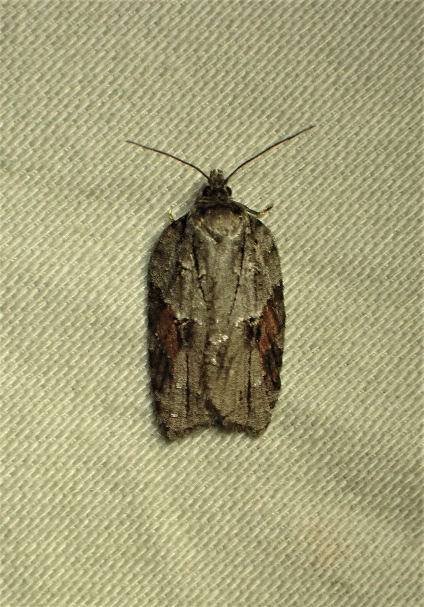 Image of Acleris ptychogrammos Zeller 1875