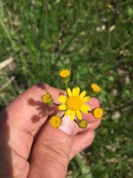 Image of falsegold groundsel