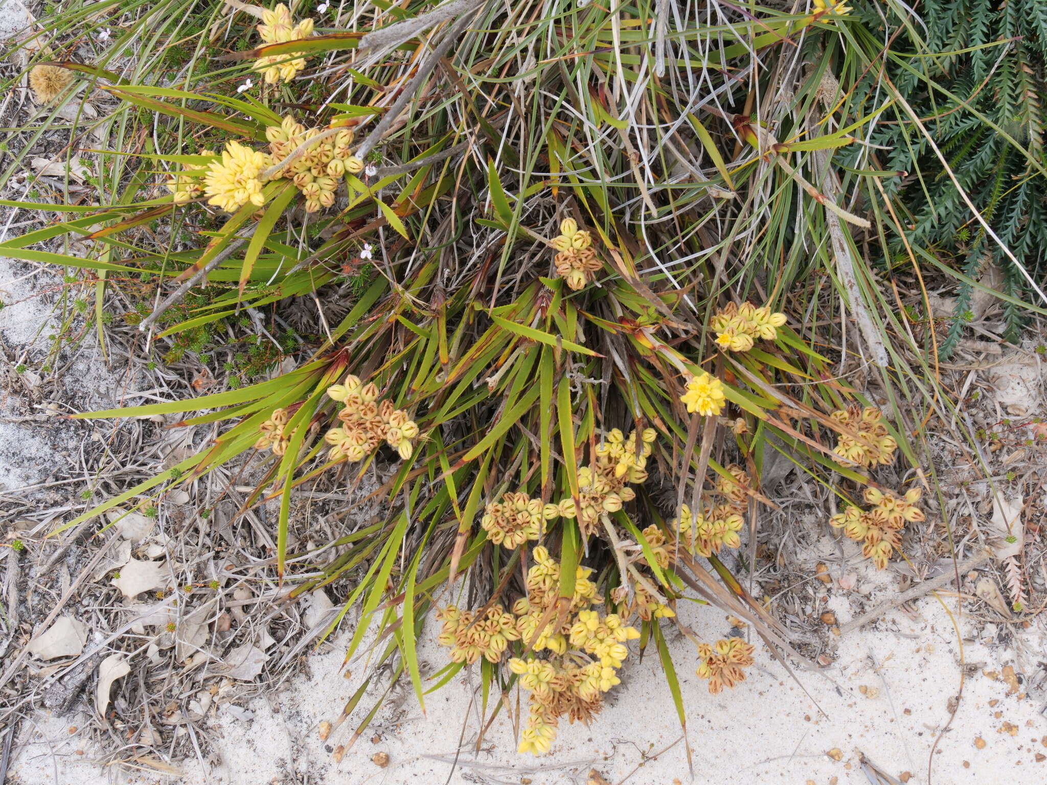 Image of Conostylis aculeata R. Br.