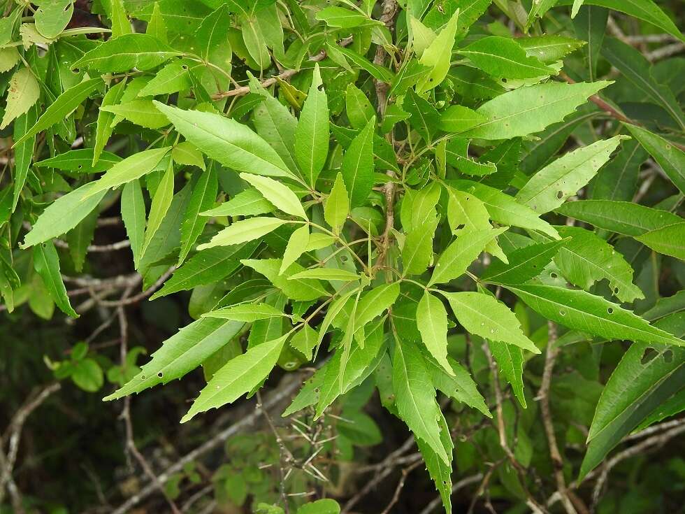 Image of Fraxinus purpusii Brandegee