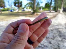 Image of Dusky pipefish