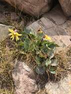 Image de Senecio amplectens var. holmii (Greene) H. D. Harrington