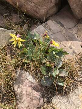 Image de Senecio amplectens A. Gray