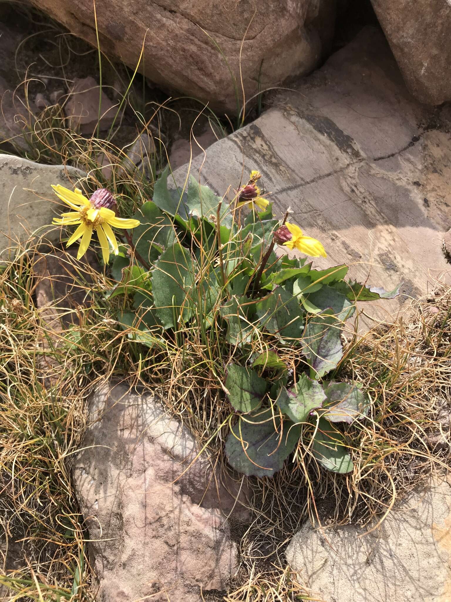 Слика од Senecio amplectens var. holmii (Greene) H. D. Harrington