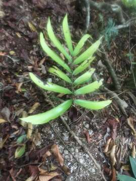 Image of Zamia sandovalii C. Nelson