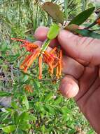 Image of Grevillea victoriae subsp. victoriae