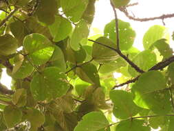 Image of Broad-leaved coral-tree