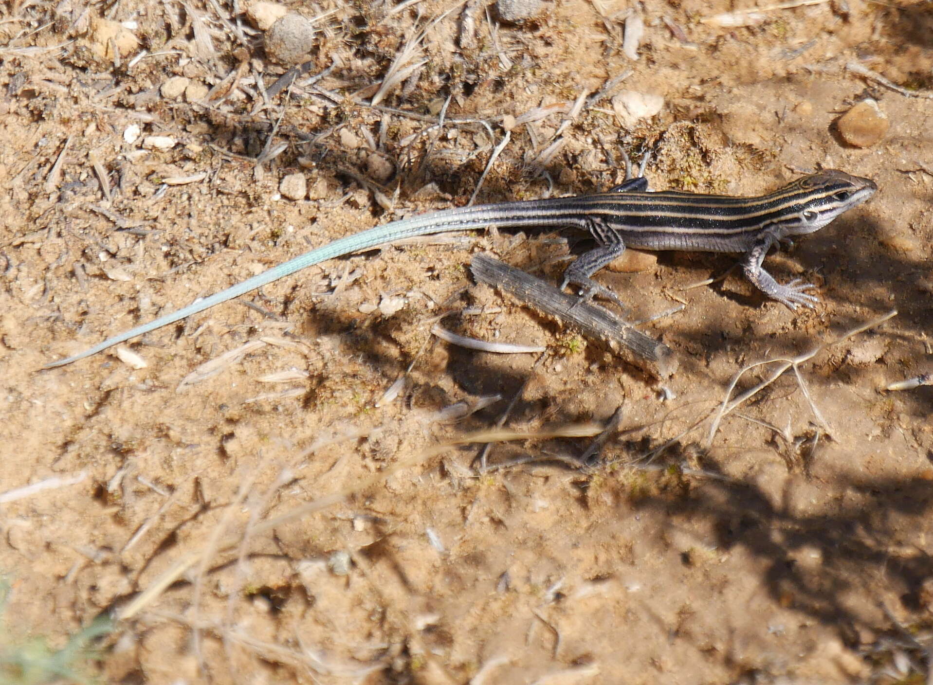 Image of Plateau Striped Whiptail