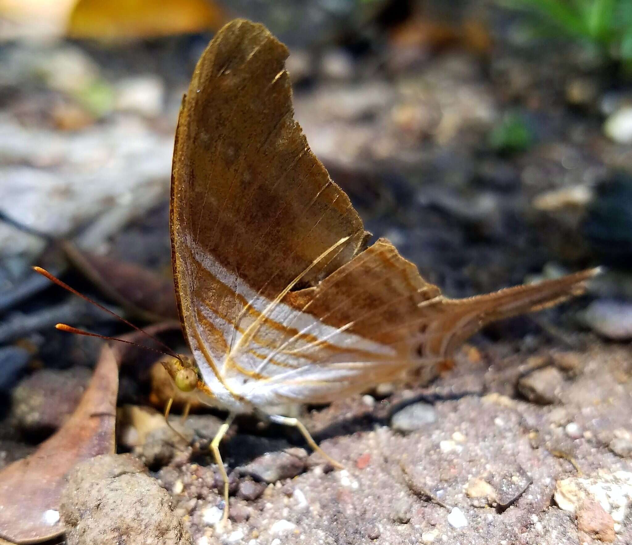 Image of Many-banded Daggerwing