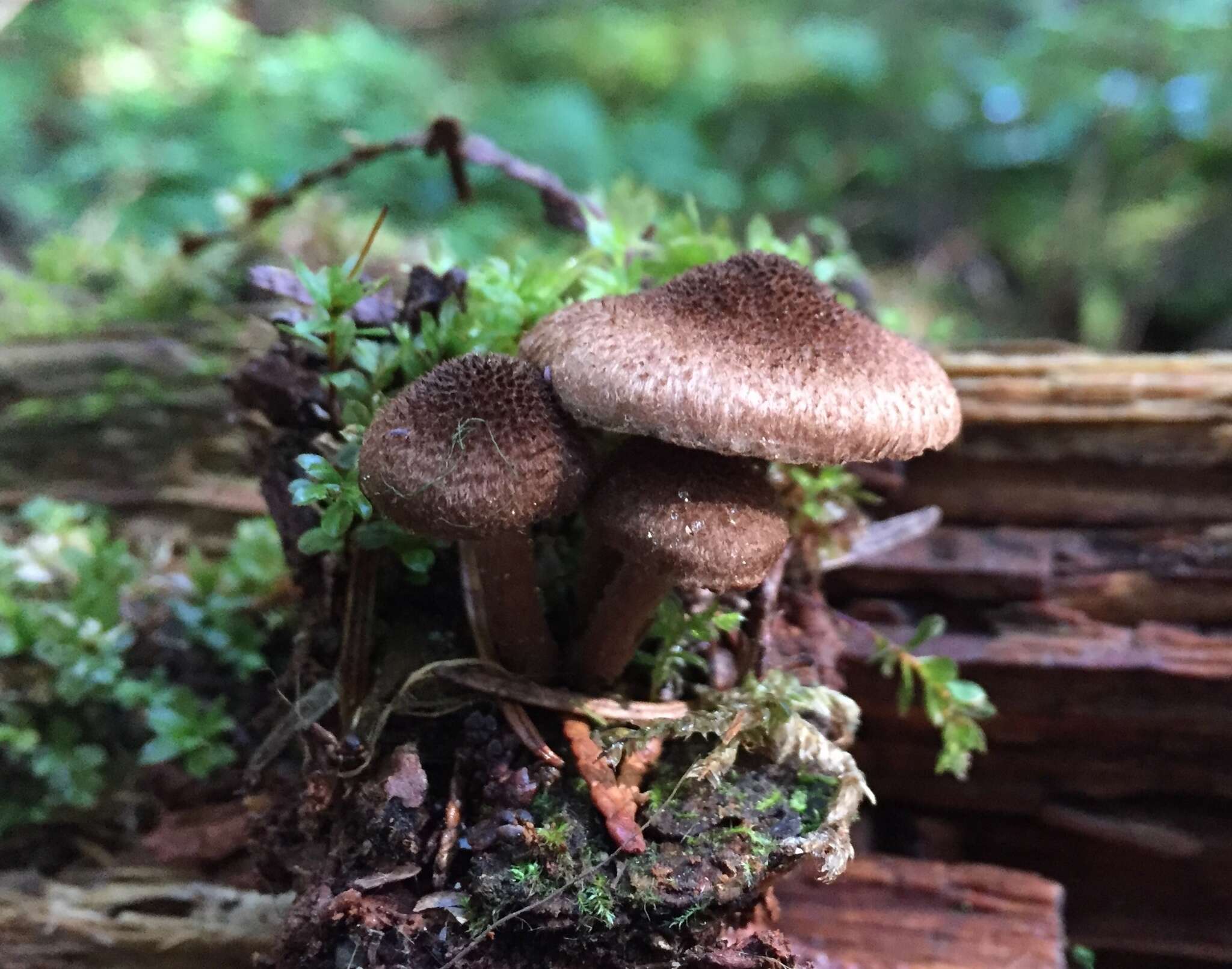 Inocybe lanuginosa (Bull.) P. Kumm. 1871 resmi