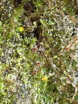 Image of acuteleaf small limestone moss