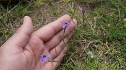 Sisyrinchium chilense Hook.的圖片