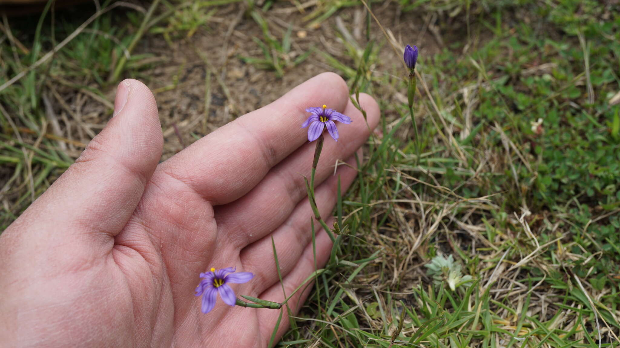 Image of swordleaf blue-eyed grass