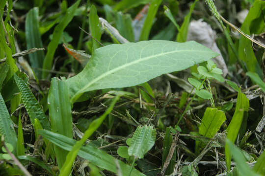 Imagem de Rumex japonicus Houtt.