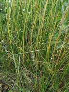 Image of narrow-leaved meadow-grass