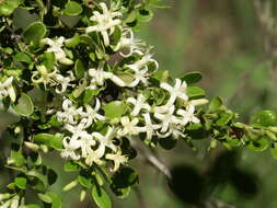 Image of Everistia vacciniifolia (F. Muell.) S. T. Reynolds & R. J. F. Hend.