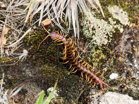 Image of Scolopendra viridicornis Newport 1844