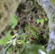 Ficus botryoides Baker的圖片