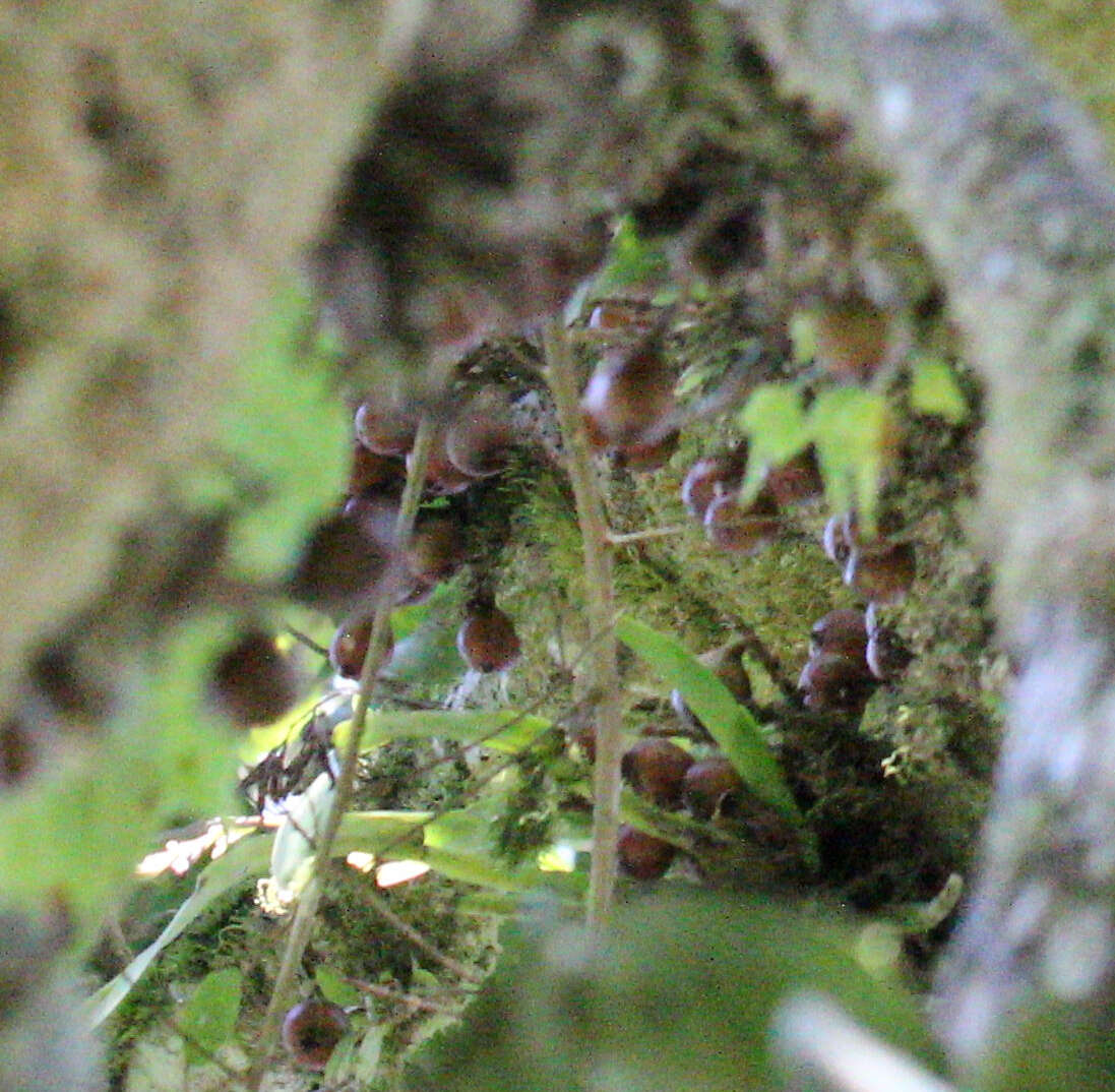 Ficus botryoides Baker的圖片