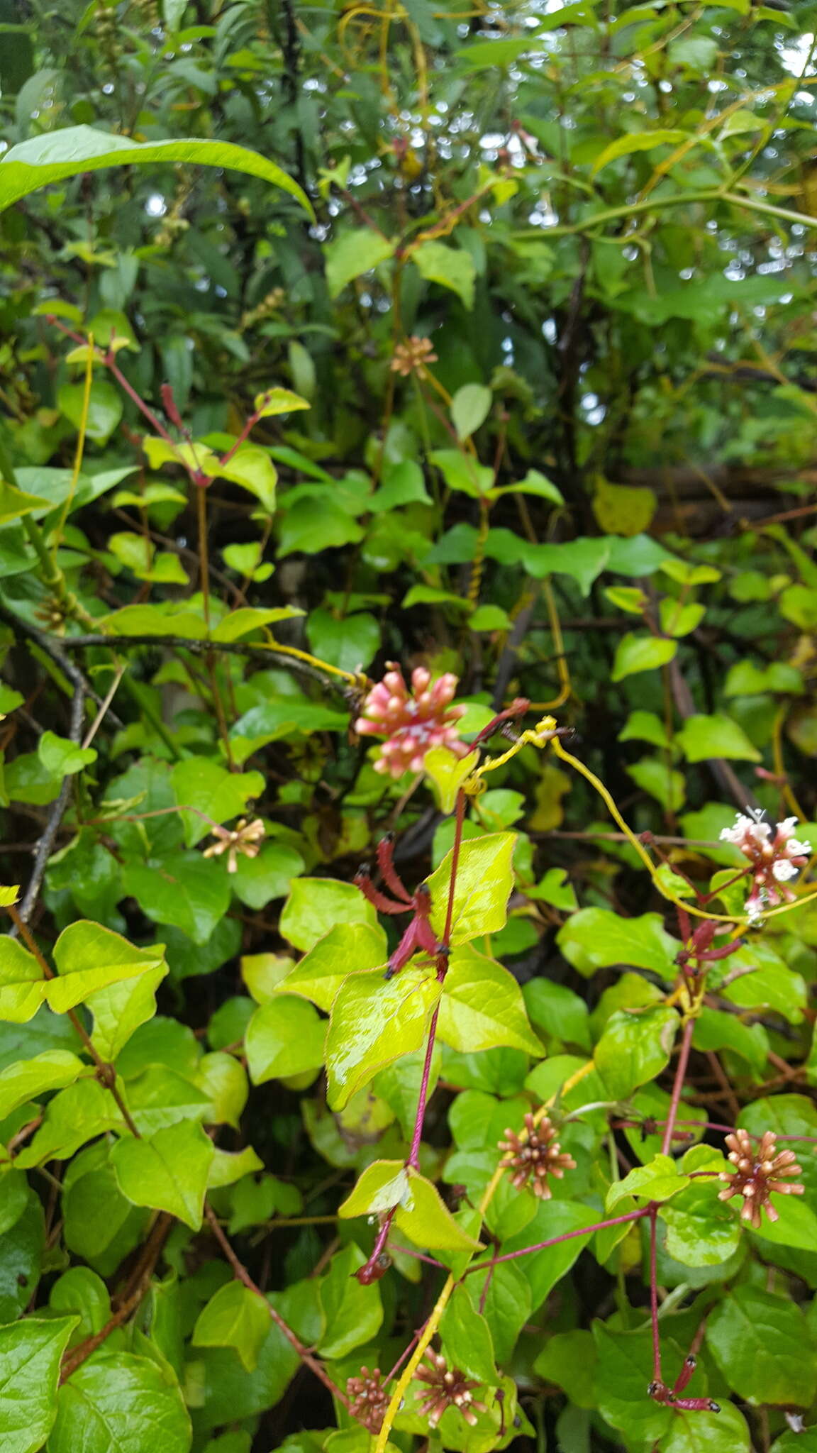 Image of Pisoniella arborescens (Lag. & Rodr.) Standl.