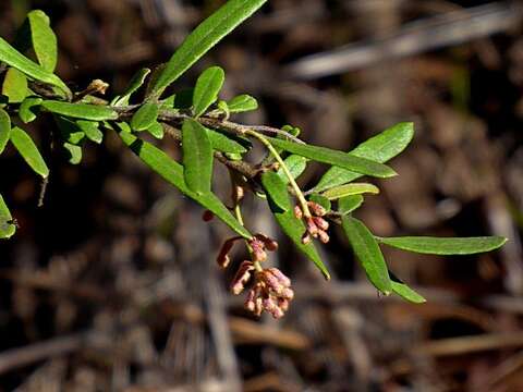 Image of Grevillea irrasa subsp. irrasa