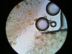 Image of Agrocybe flexuosipes (Peck) Beker & U. Eberh.