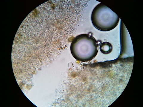 Image of Agrocybe flexuosipes (Peck) Beker & U. Eberh.