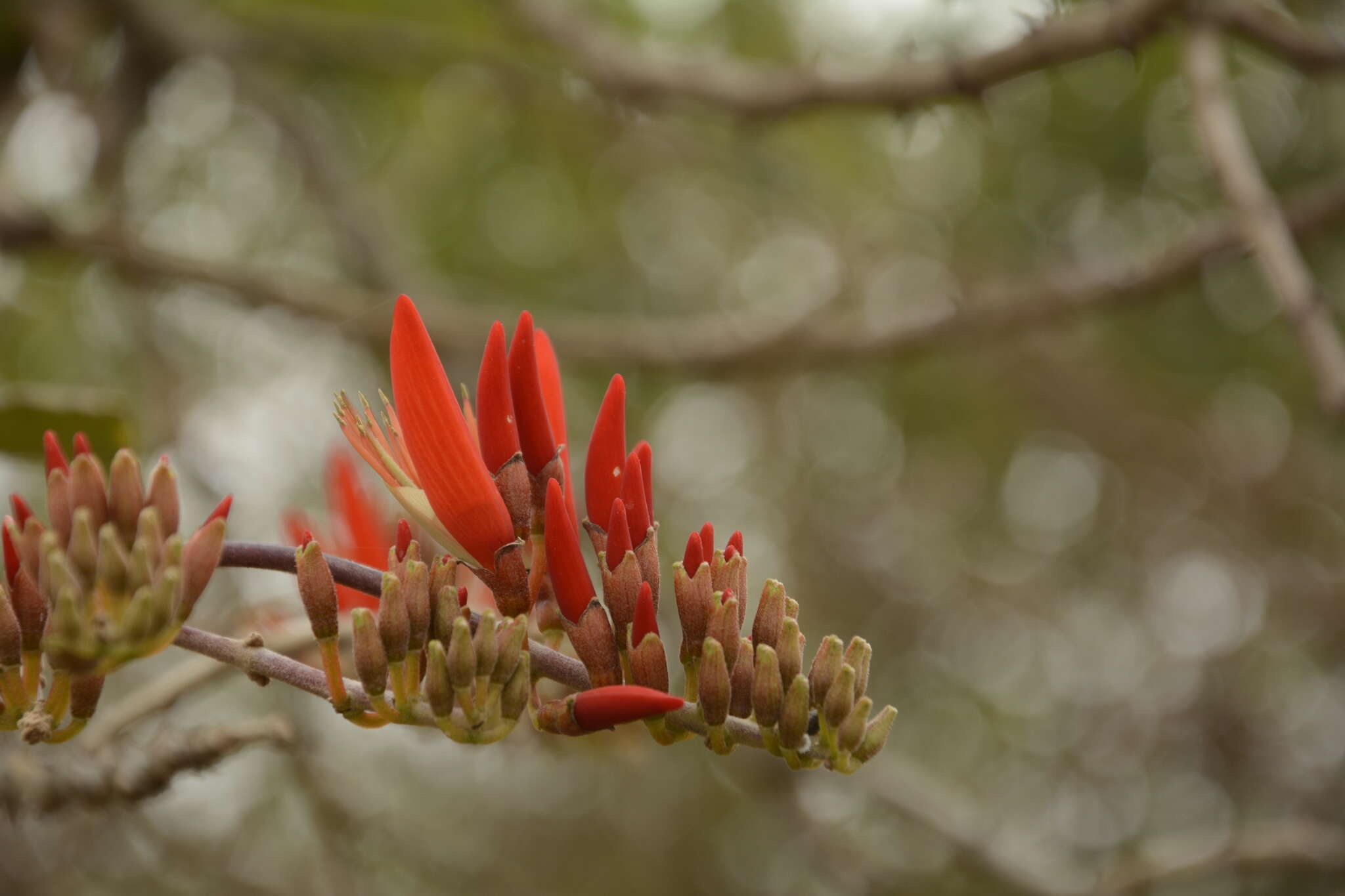 Image of Erythrina suberosa Roxb.