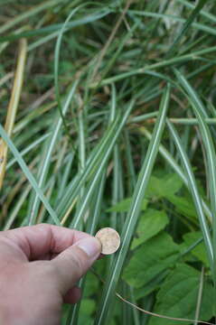 Image of Wild Sugar-Cane