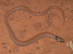 Image of Western hooded scaly-foot