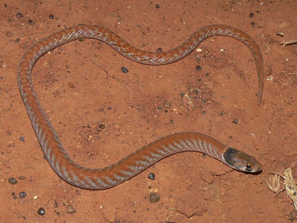 Image of Western hooded scaly-foot