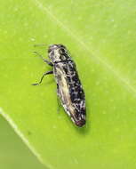 Agrilus occipitalis (Eschscholtz 1822)的圖片