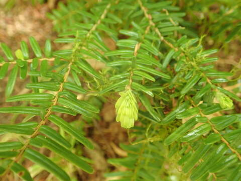 Image of Japanese Hemlock