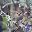 Image of Black-throated Thistletail