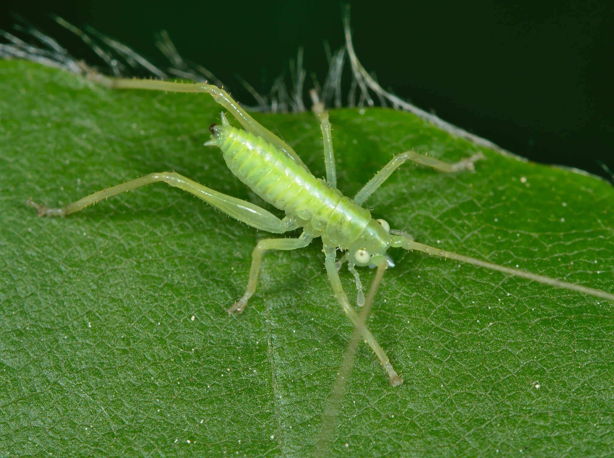 Image de Meconema Serville 1831