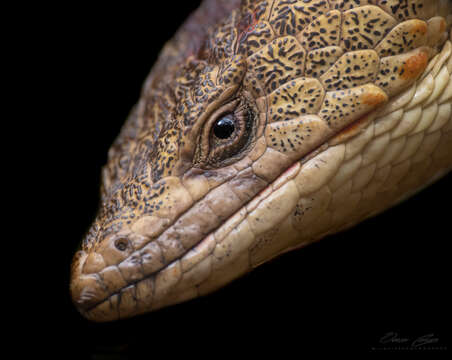 Image of Red-lipped Arboreal Alligator Lizard