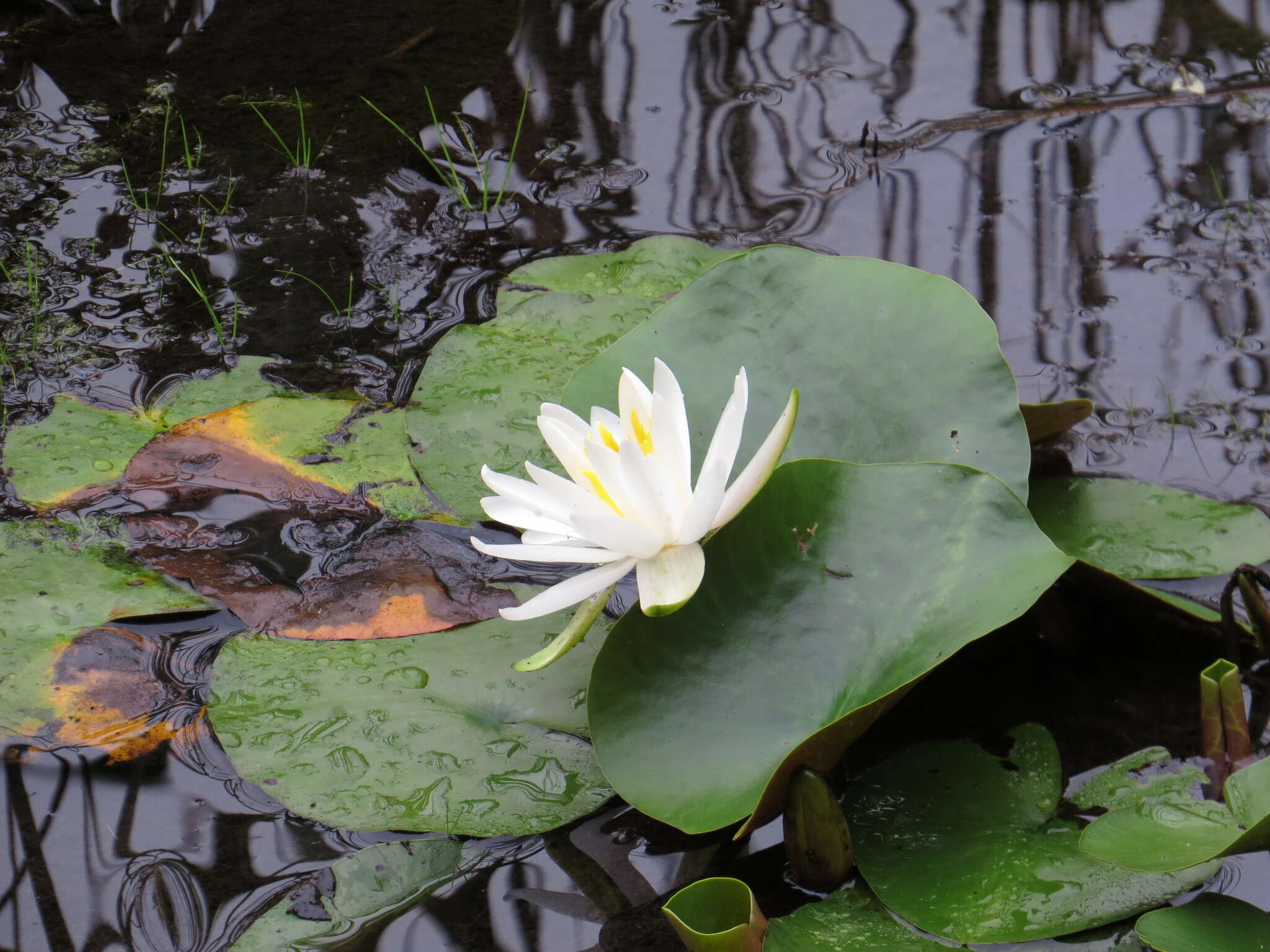 Image de Nymphaea odorata subsp. odorata