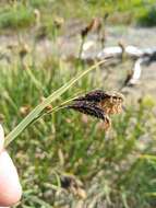 Image of Northwestern Showy Sedge