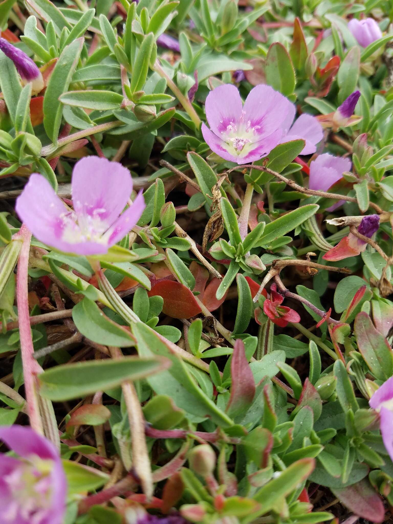 Plancia ëd Clarkia prostrata H. & M. Lewis