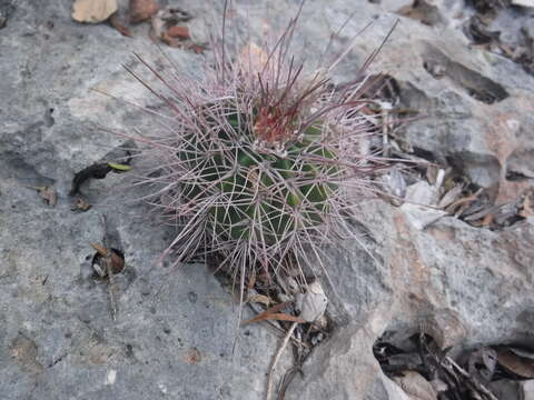 Imagem de Melocactus intortus subsp. domingensis Areces