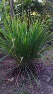 Image of lemon grass